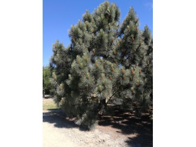 Pinus coulteri